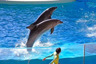 きょうのイルカTime