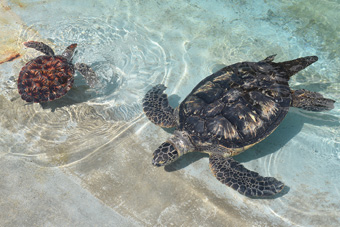 相模湾とウミガメの浜辺