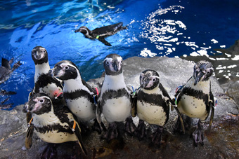 北のアザラシ、南のペンギン