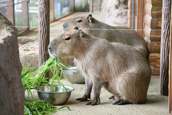 カピバラ