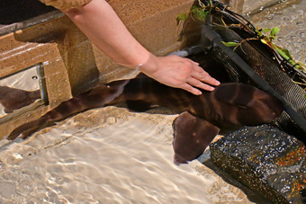 直接さわって体感できる