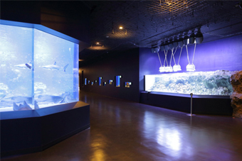 ���g���p���_�C�X