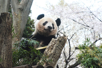 ���ƃp���_