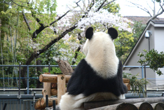 ���ƃp���_