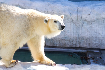 �z�b�L���N�O�}