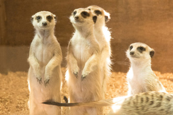 �~�[���L���b�g