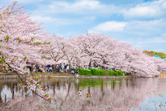 �s�E�̒r�ƍ�